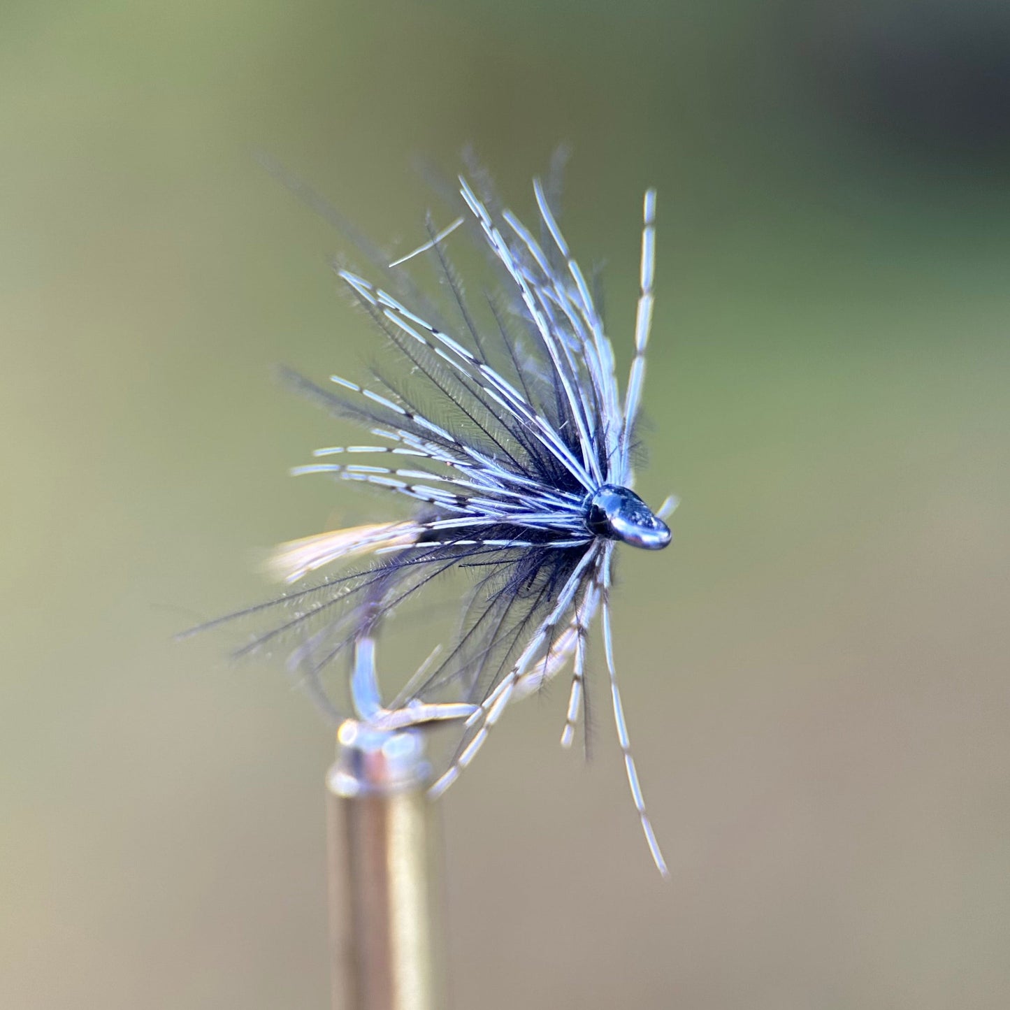 black soft hackle photo