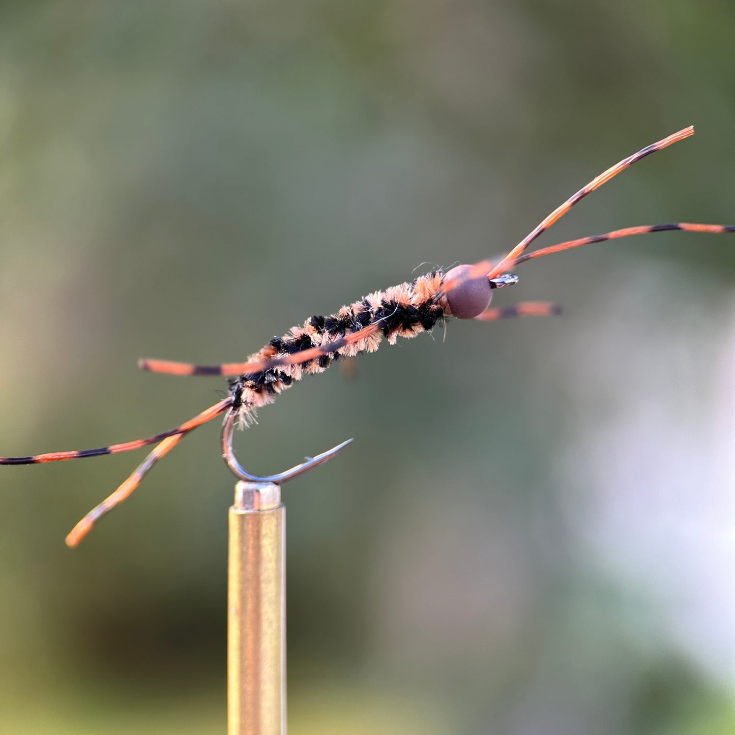 dark girdle bug nymph photo