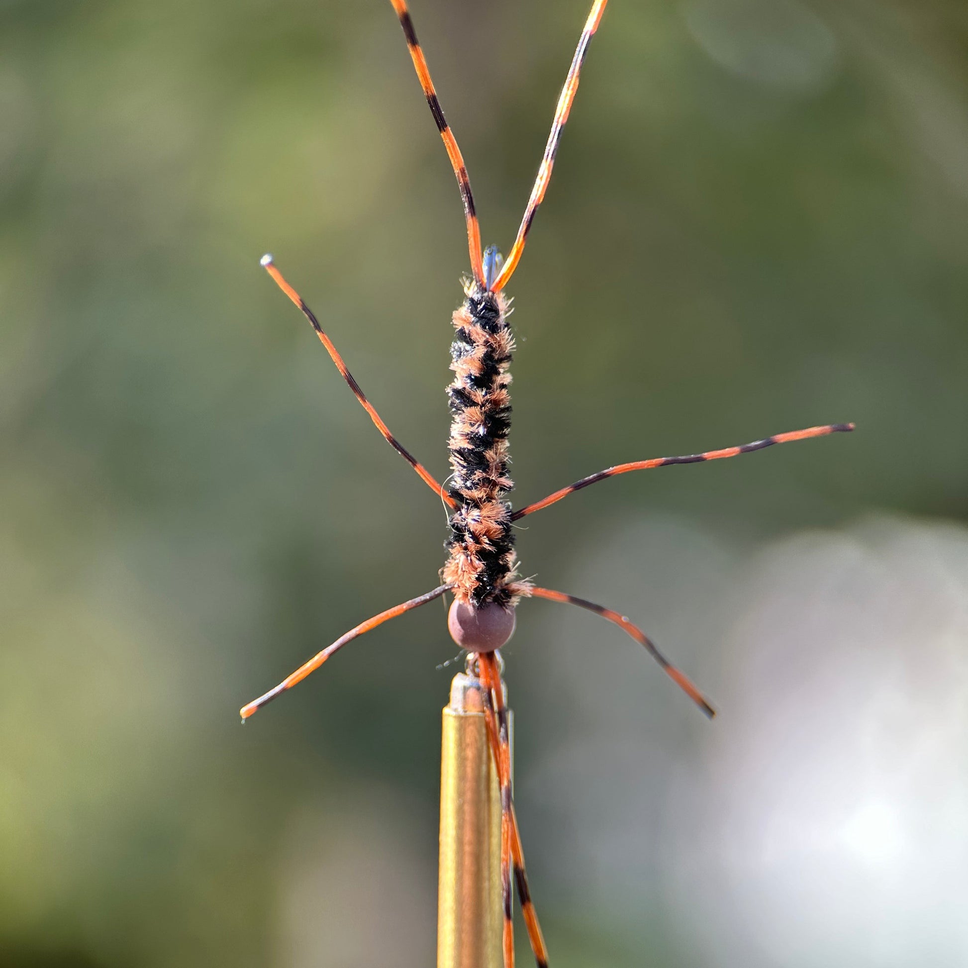 dark girdle bug nymph photo