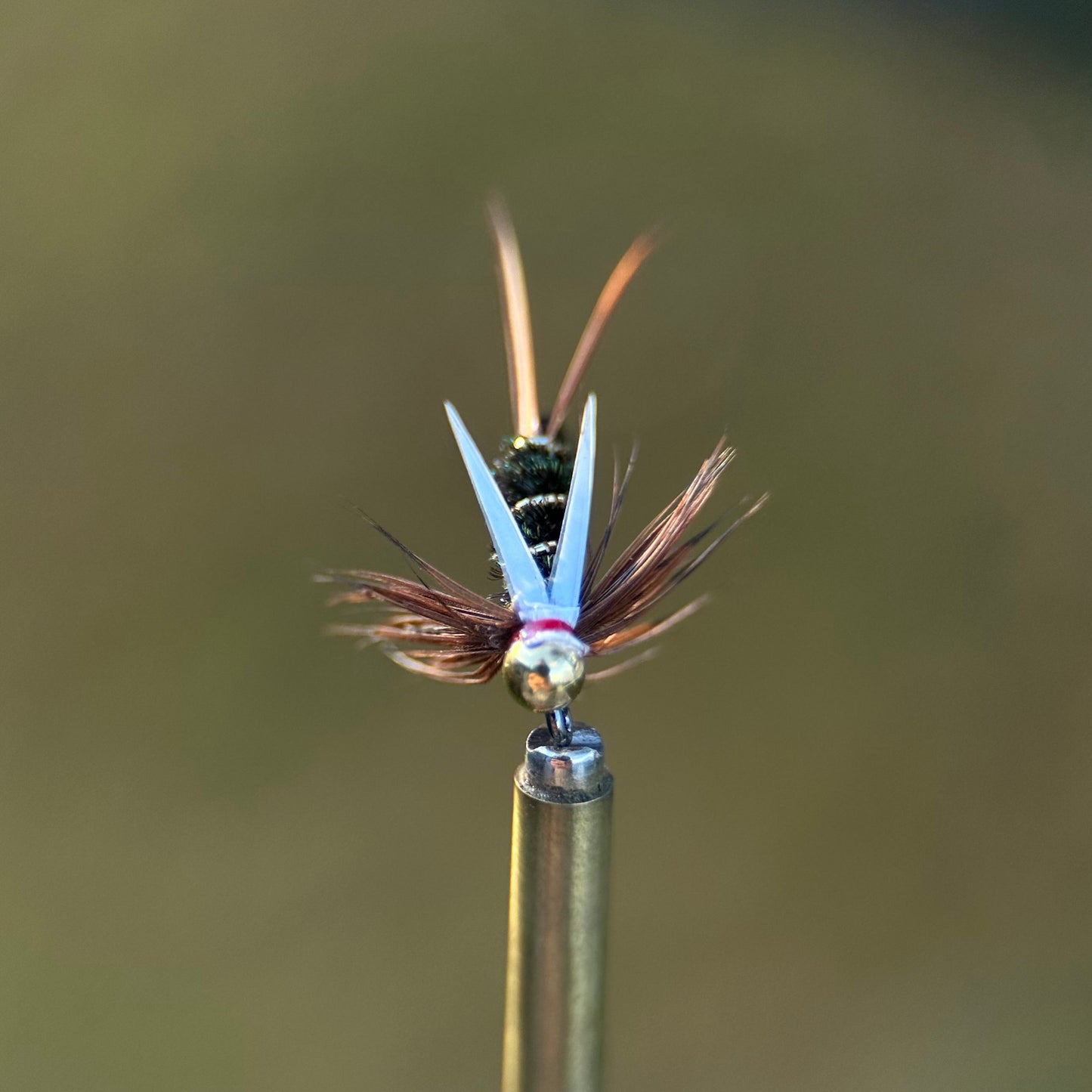 euro style prince nymph photo