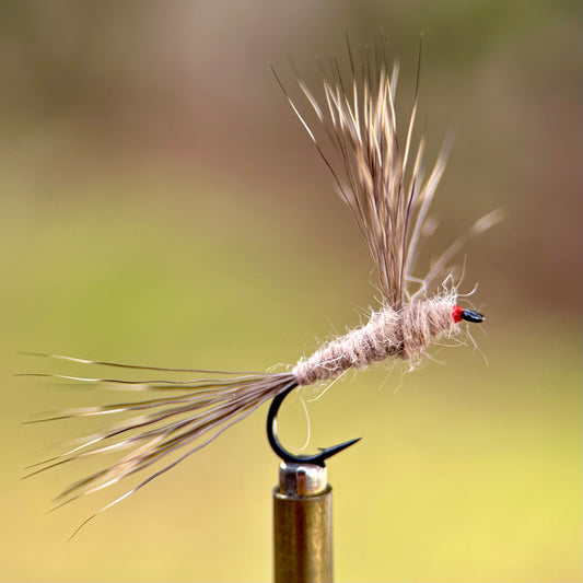 tan ausable haystack fran betters