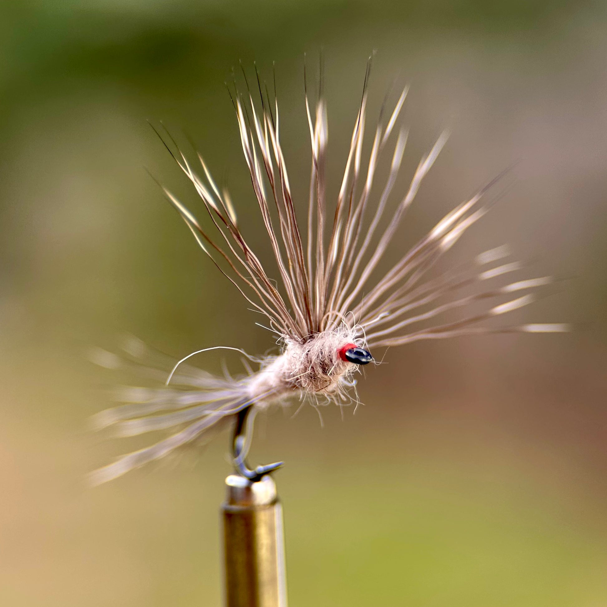 tan ausable haystack fran betters