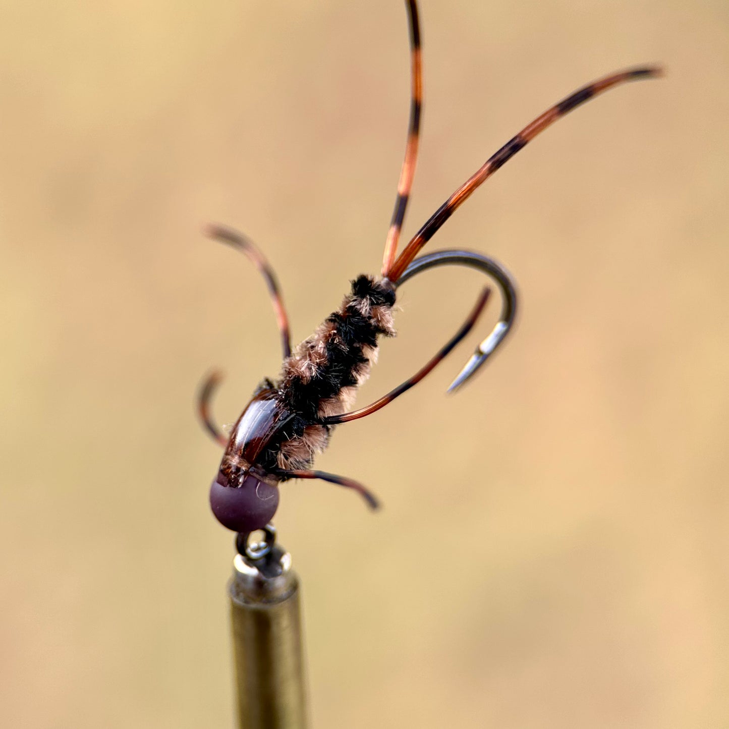 dark colored euro girdle bug