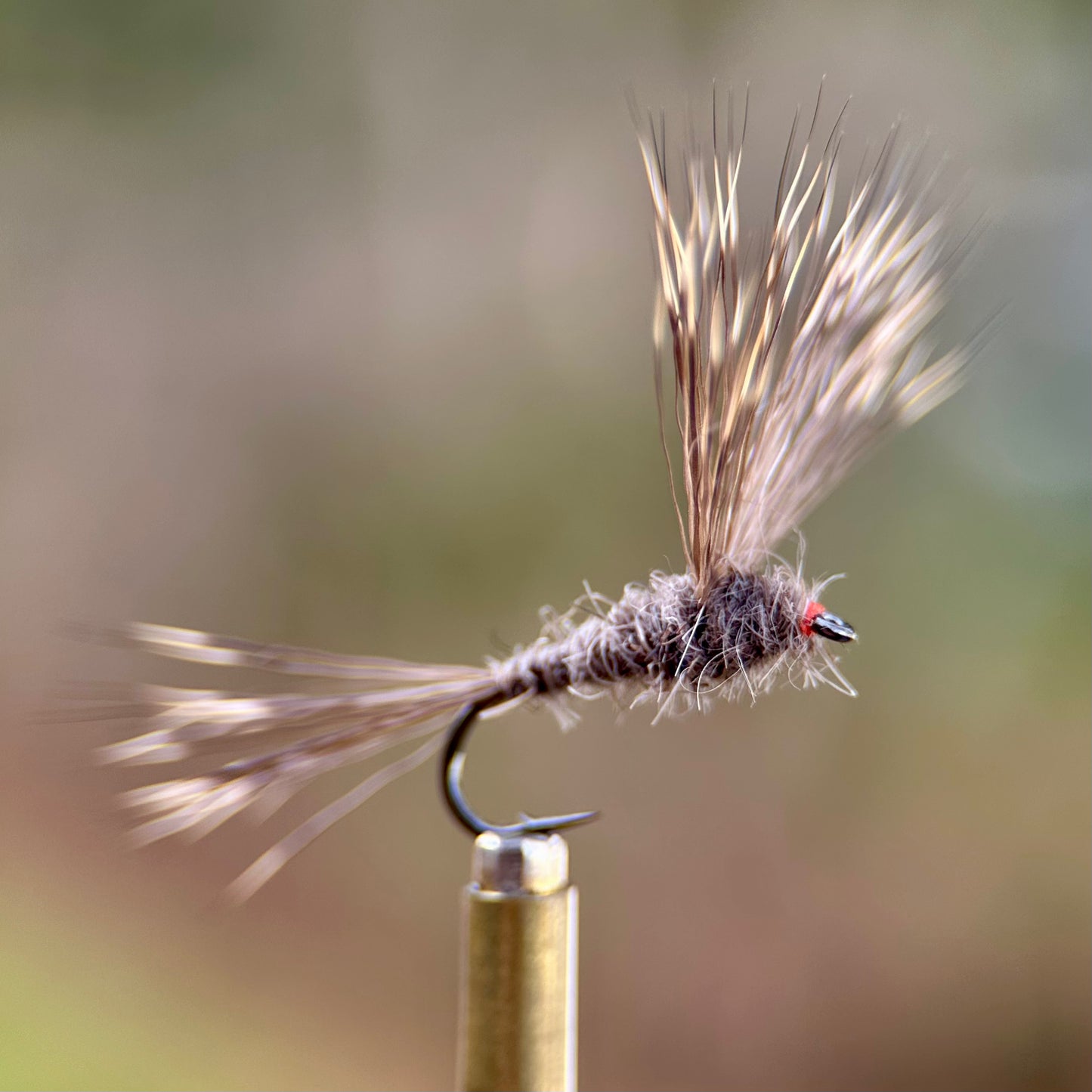 brown ausable haystack fran betters