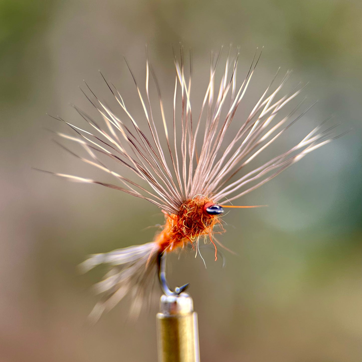 rust ausable haystack fran betters