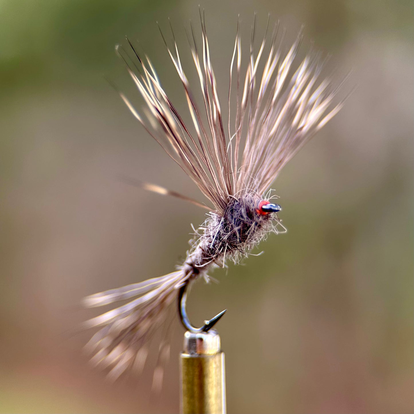 brown ausable haystack fran betters
