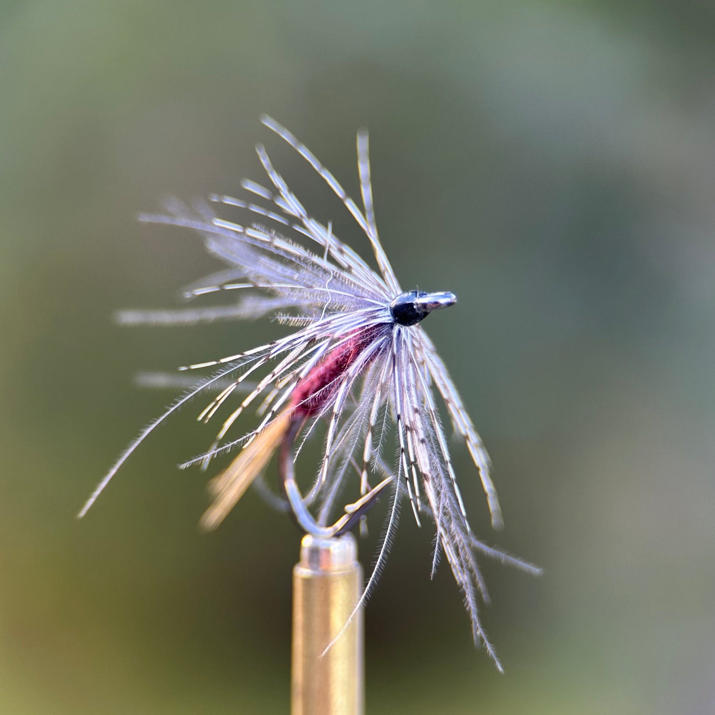 isonychia soft hackle photo