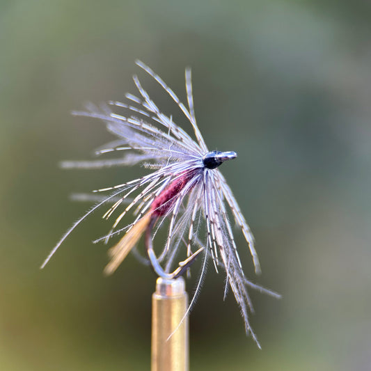 isonychia soft hackle photo