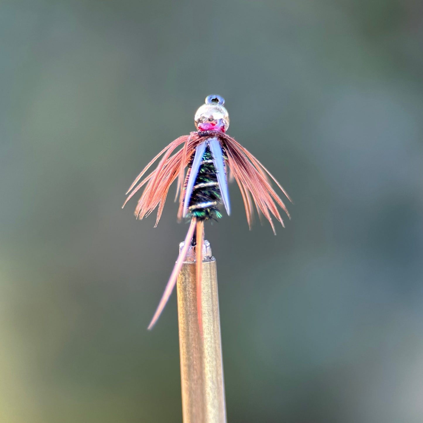 standard prince nymph photo