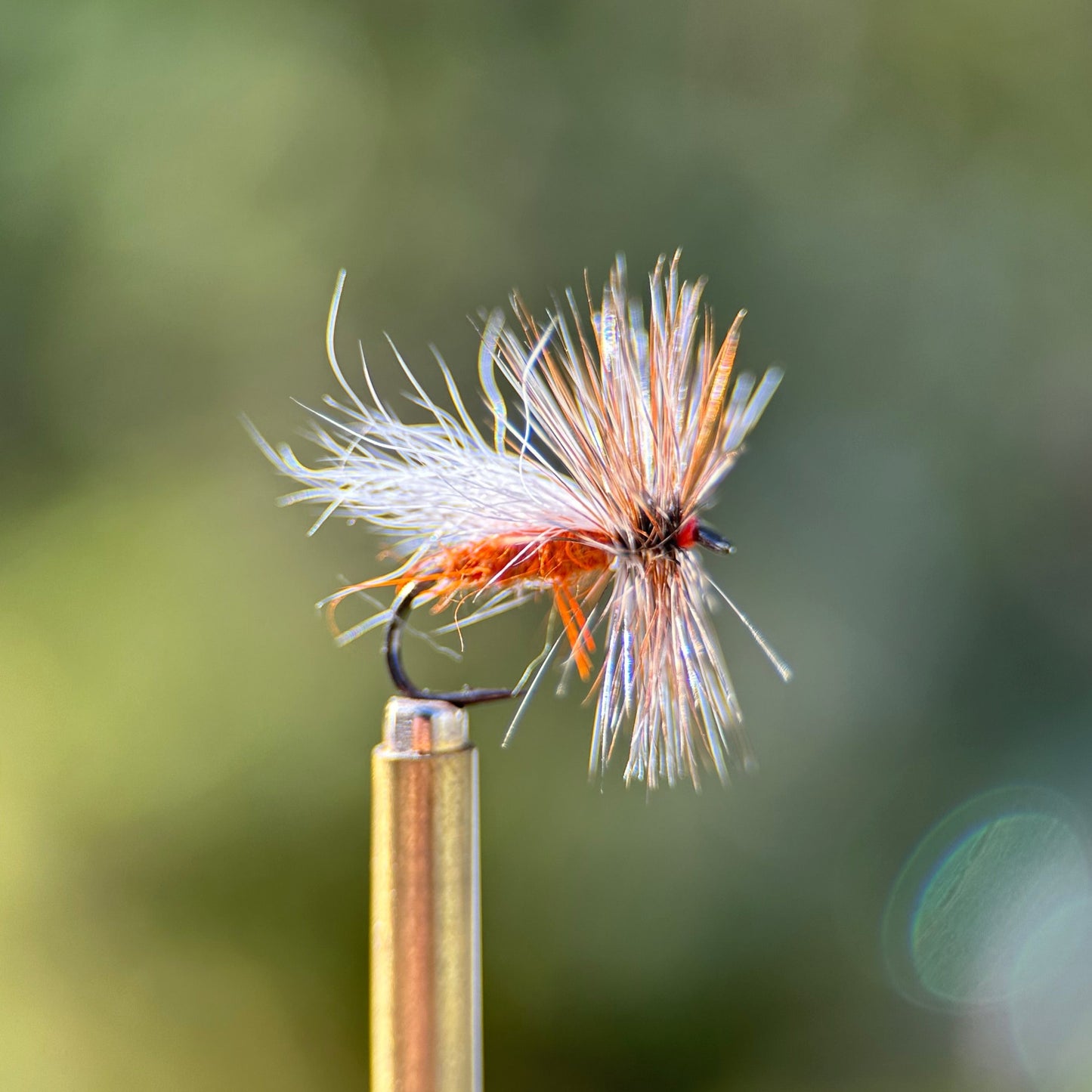 ausable caddis dry fly photo