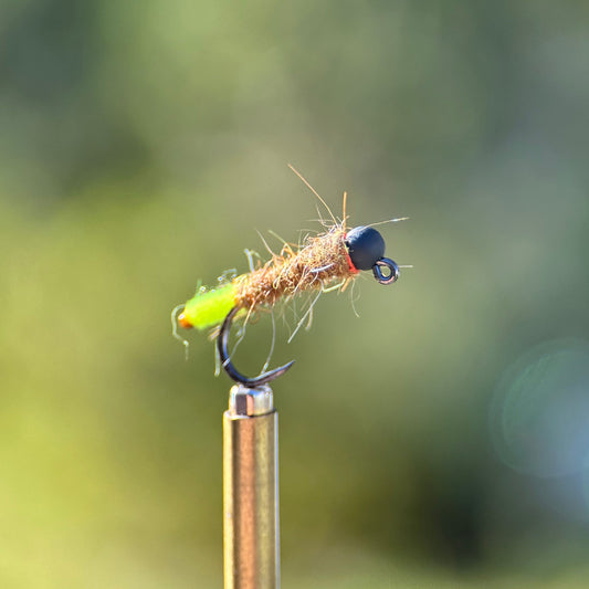 euro style peeping caddis nymph photo