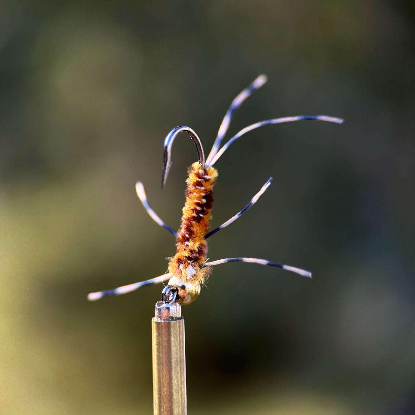 light colored euro style girdle bug nymph photo