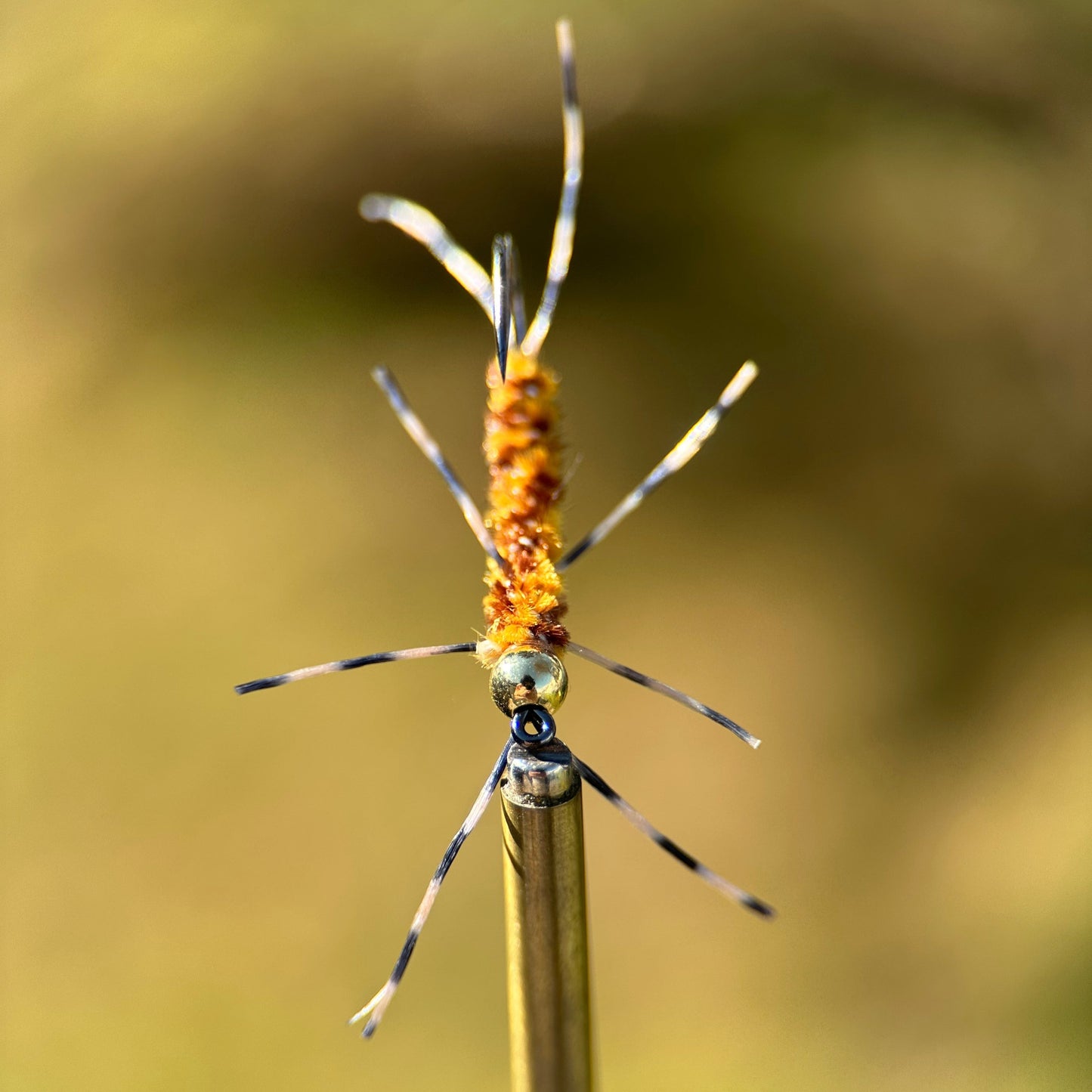 light girdle bug nymph photo