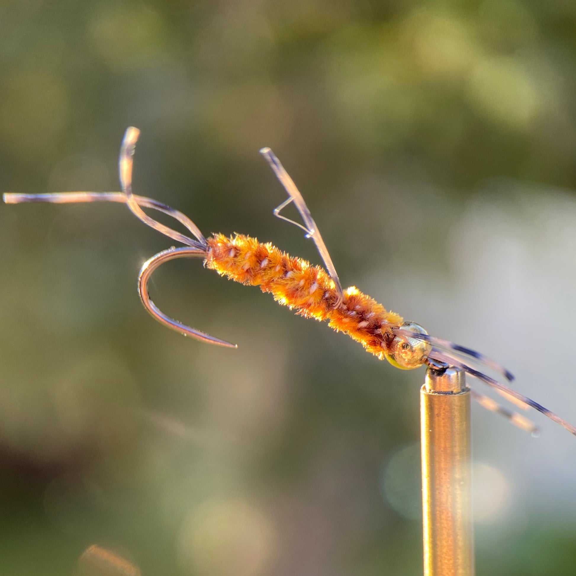 light girdle bug nymph photo